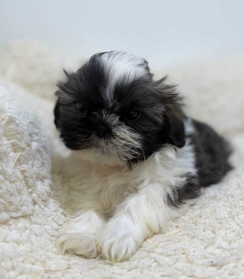 Bob, ShihTzu mâle né le 01/03/26 LOF