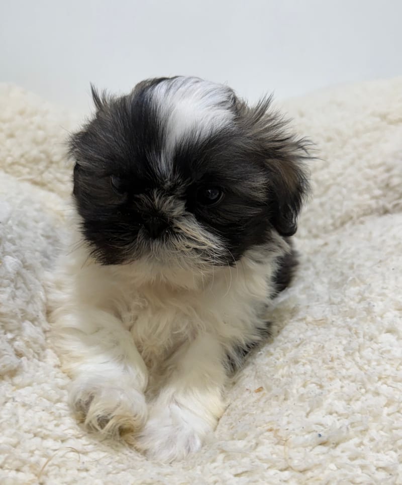 Bob, ShihTzu mâle né le 01/03/26 LOF