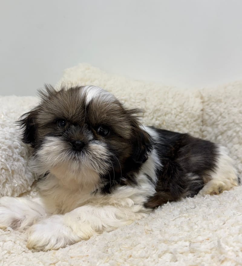 Bamboo, ShihTzu femelle née le 01/03/26 LOF