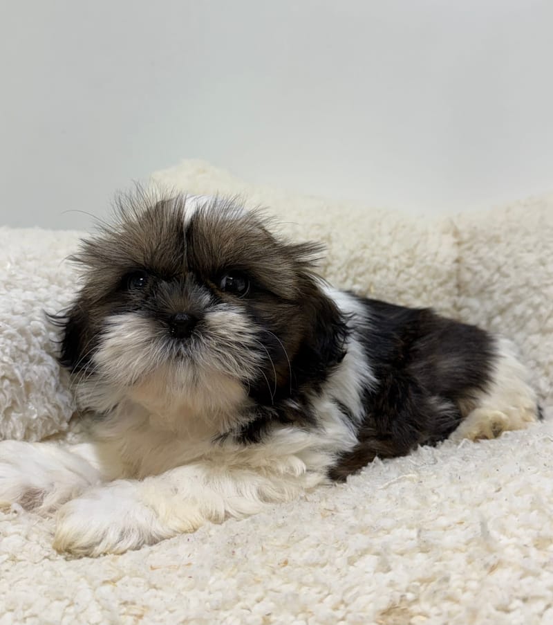 Bamboo, ShihTzu femelle née le 01/03/26 LOF