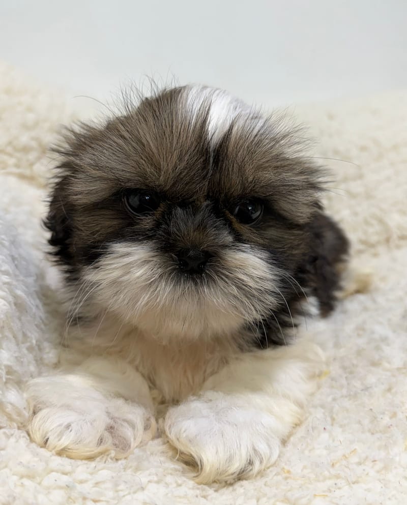 Bamboo, ShihTzu femelle née le 01/03/26 LOF
