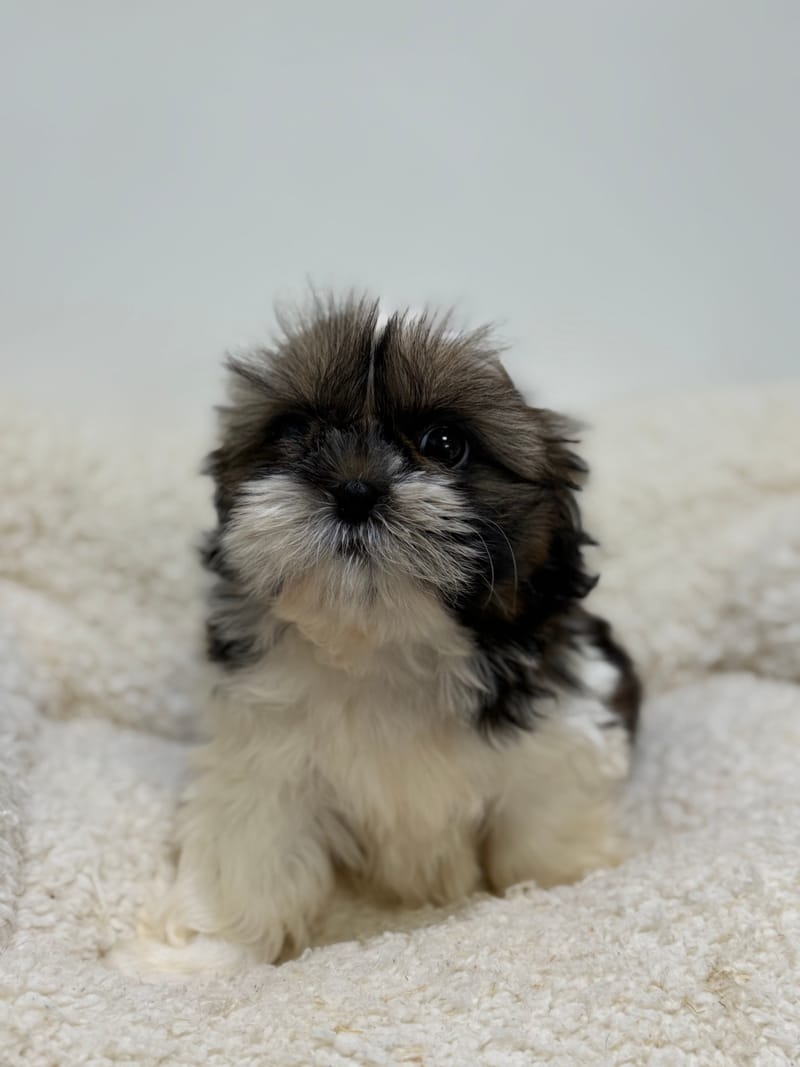 Bamboo, ShihTzu femelle née le 01/03/26 LOF