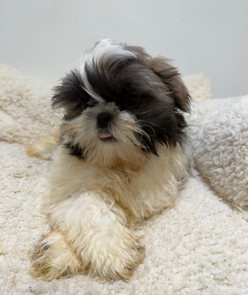 Baobab, ShihTzu mâle né le 02/02/26 Non LOF