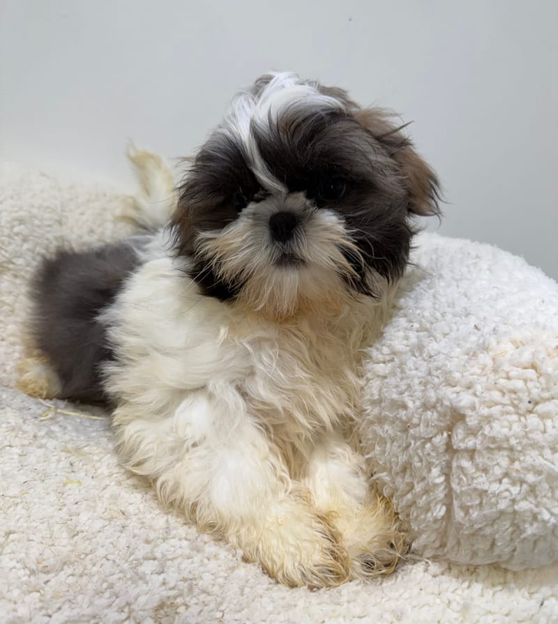 Baobab, ShihTzu mâle né le 02/02/26 Non LOF