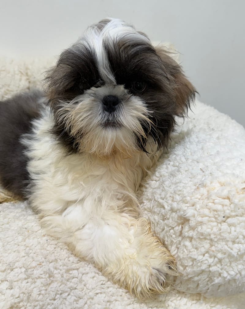 Baobab, ShihTzu mâle né le 02/02/26 Non LOF