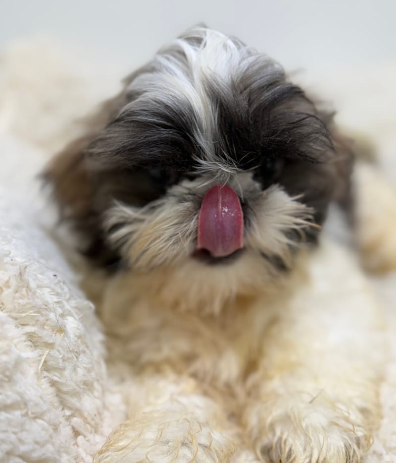 Baobab, ShihTzu mâle né le 02/02/26 Non LOF