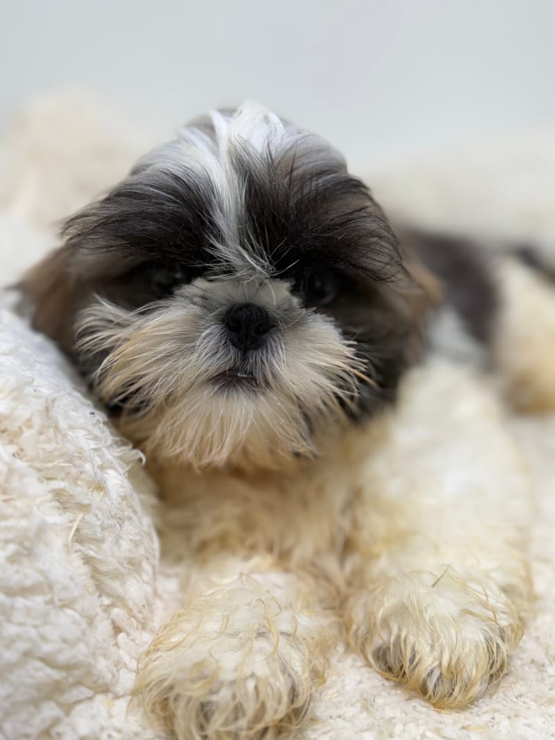 Baobab, ShihTzu mâle né le 02/02/26 Non LOF
