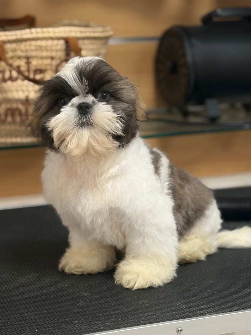 Baobab, ShihTzu mâle né le 02/02/26 Non LOF