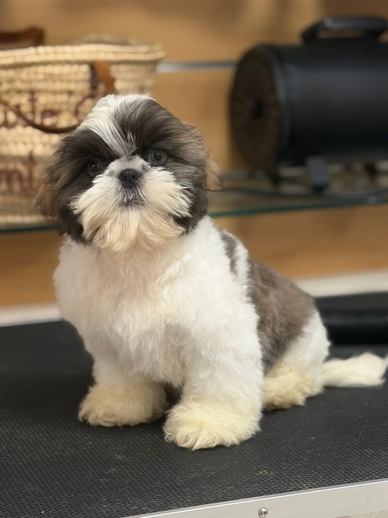 Baobab, ShihTzu mâle né le 02/02/26 Non LOF