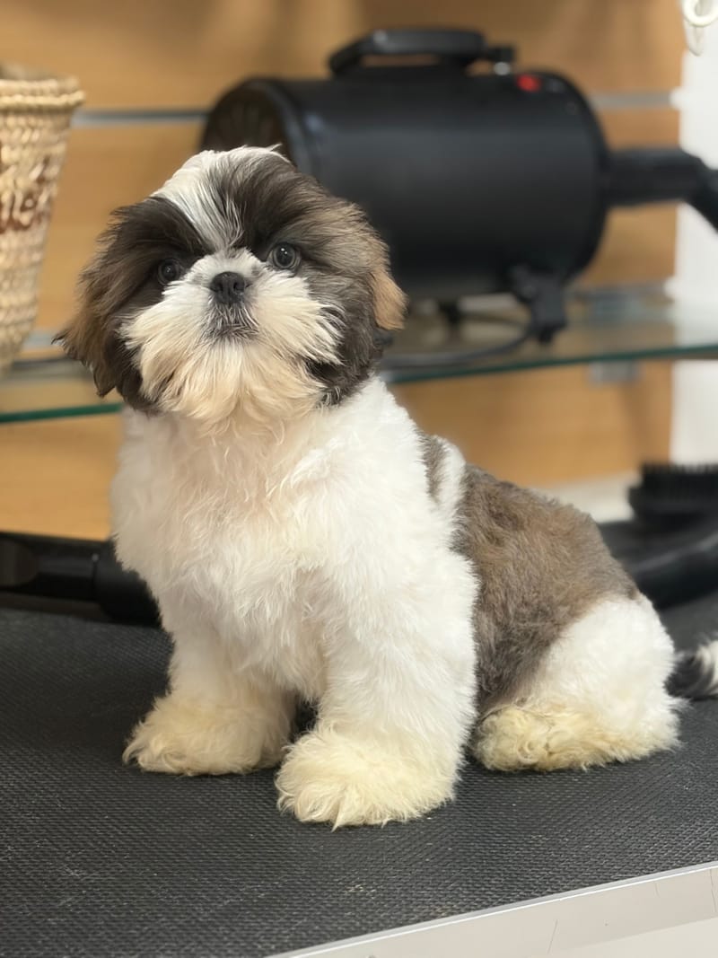 Baobab, ShihTzu mâle né le 02/02/26 Non LOF