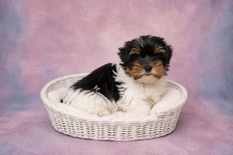 Betty, Yorkshire Biewer femelle née le 05/03/26 Non LOF
