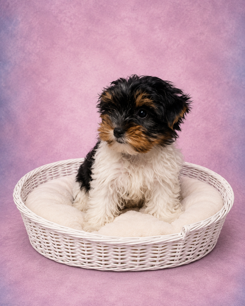 Betty, Yorkshire Biewer femelle née le 05/03/26 Non LOF