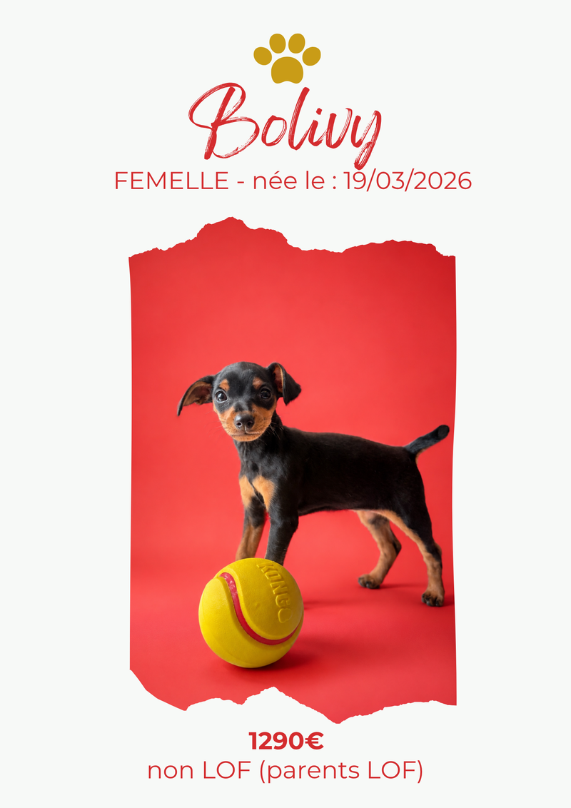 LE PINSCHER NAIN