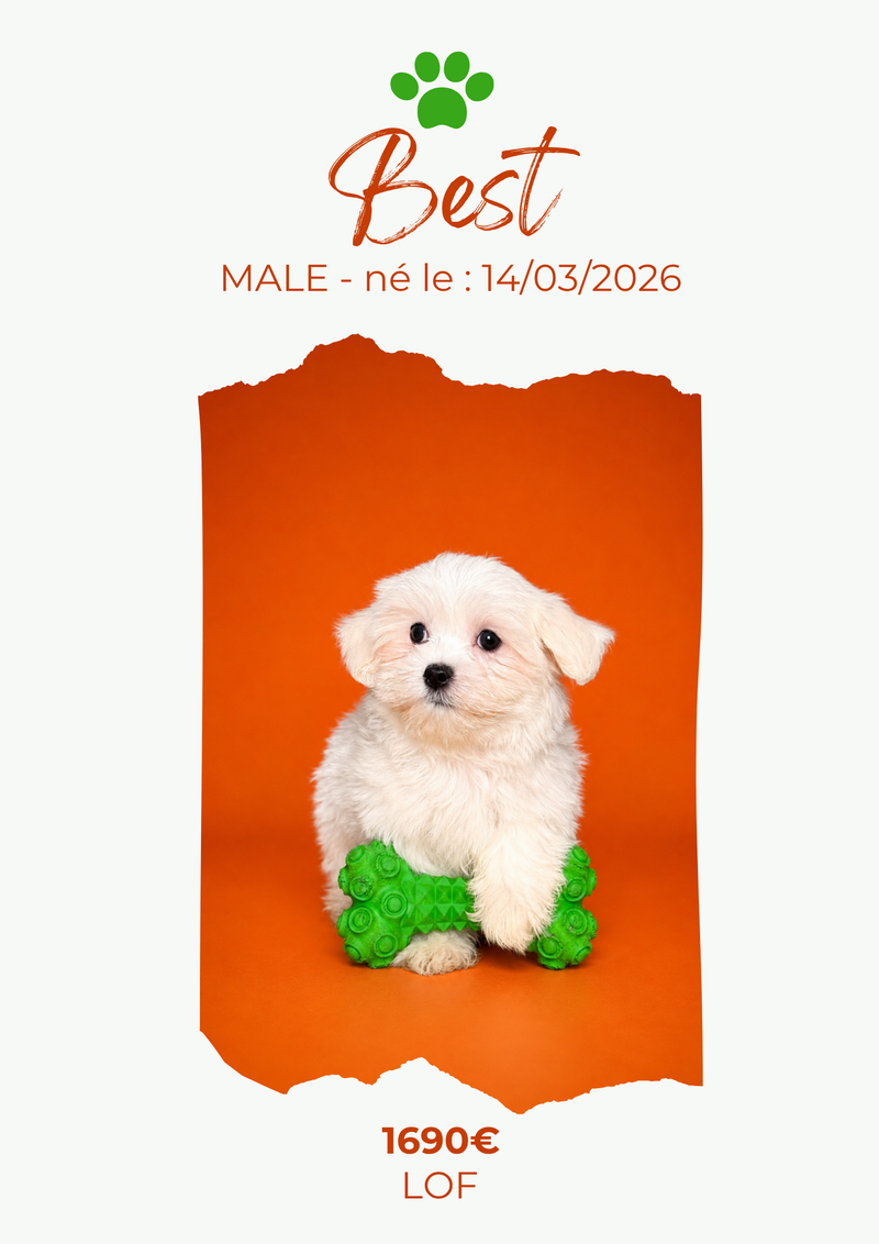 LE BICHON MALTAIS