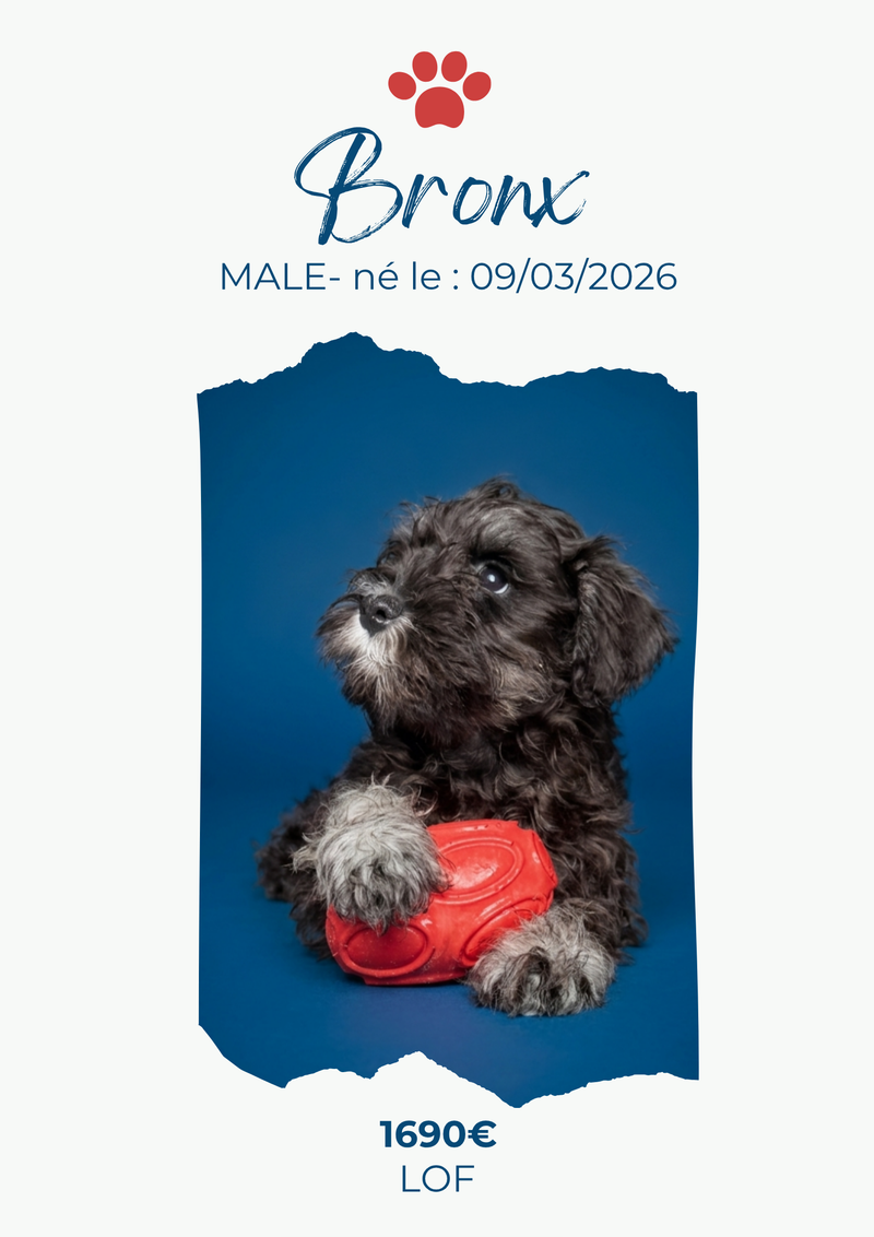 LE SCHNAUZER NAIN