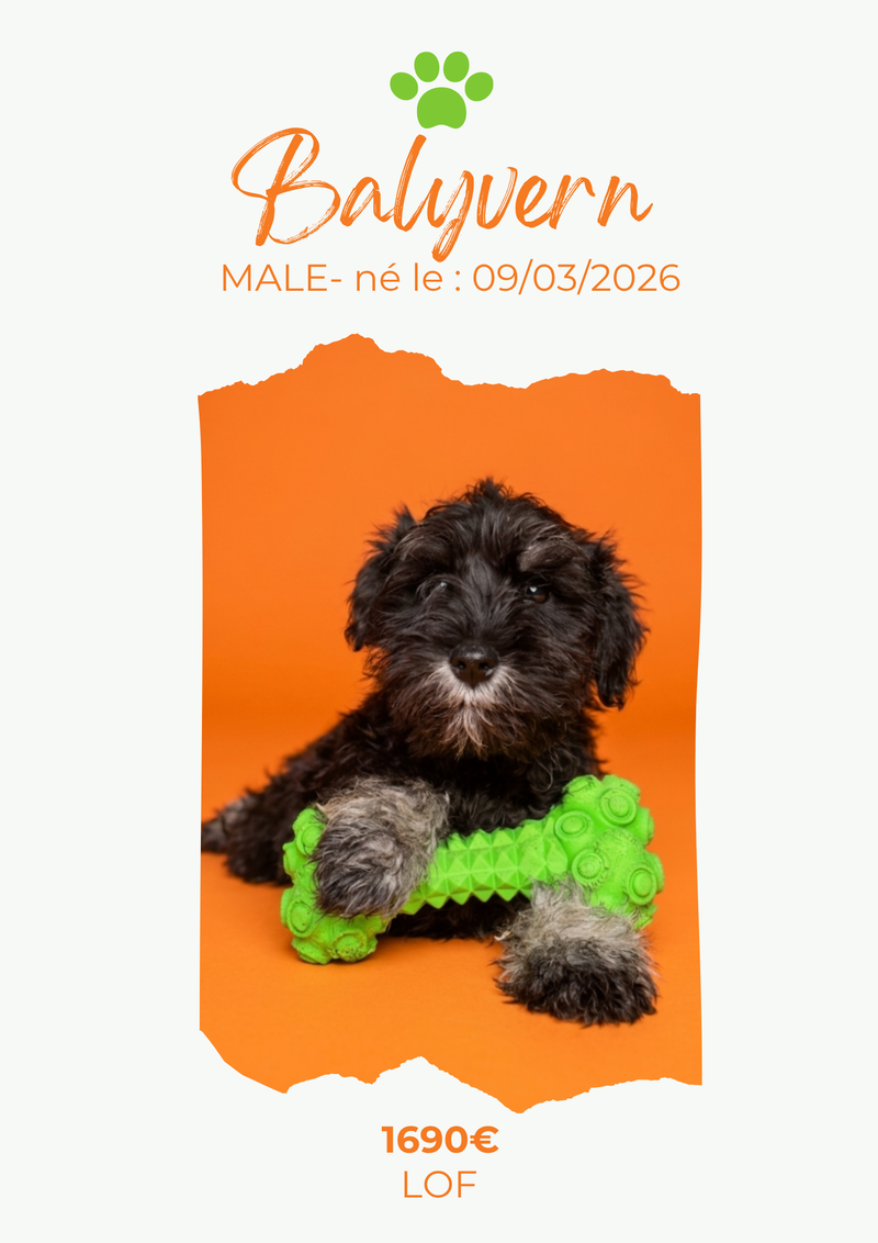 LE SCHNAUZER NAIN