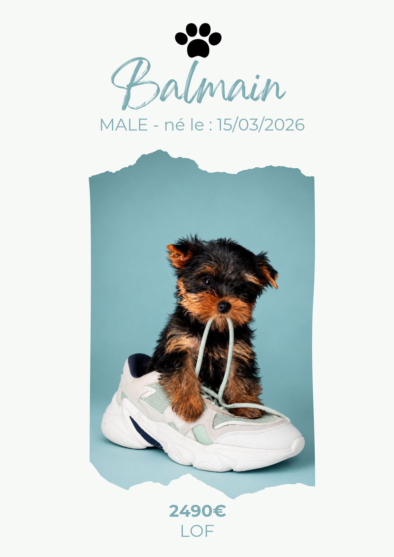 YORKSHIRE TERRIER & BIEWER