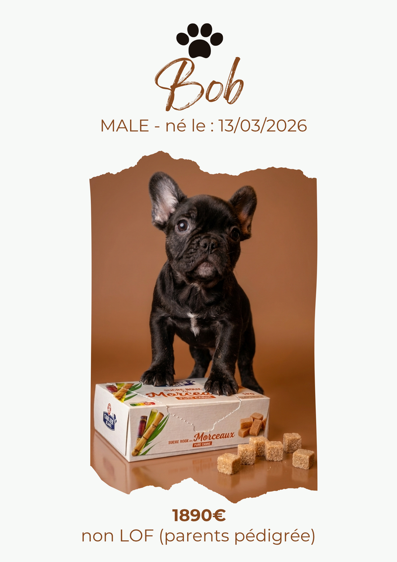 LE BOULEDOGUE FRANCAIS