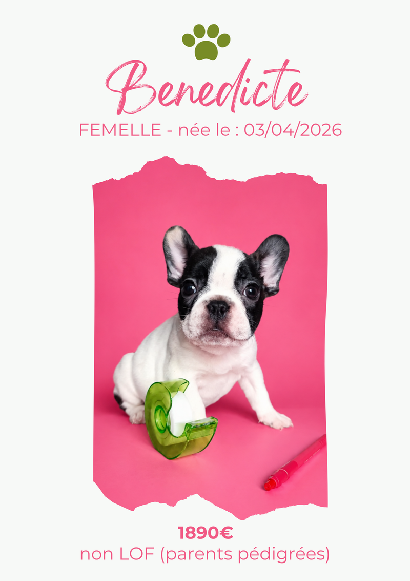 LE BOULEDOGUE FRANCAIS