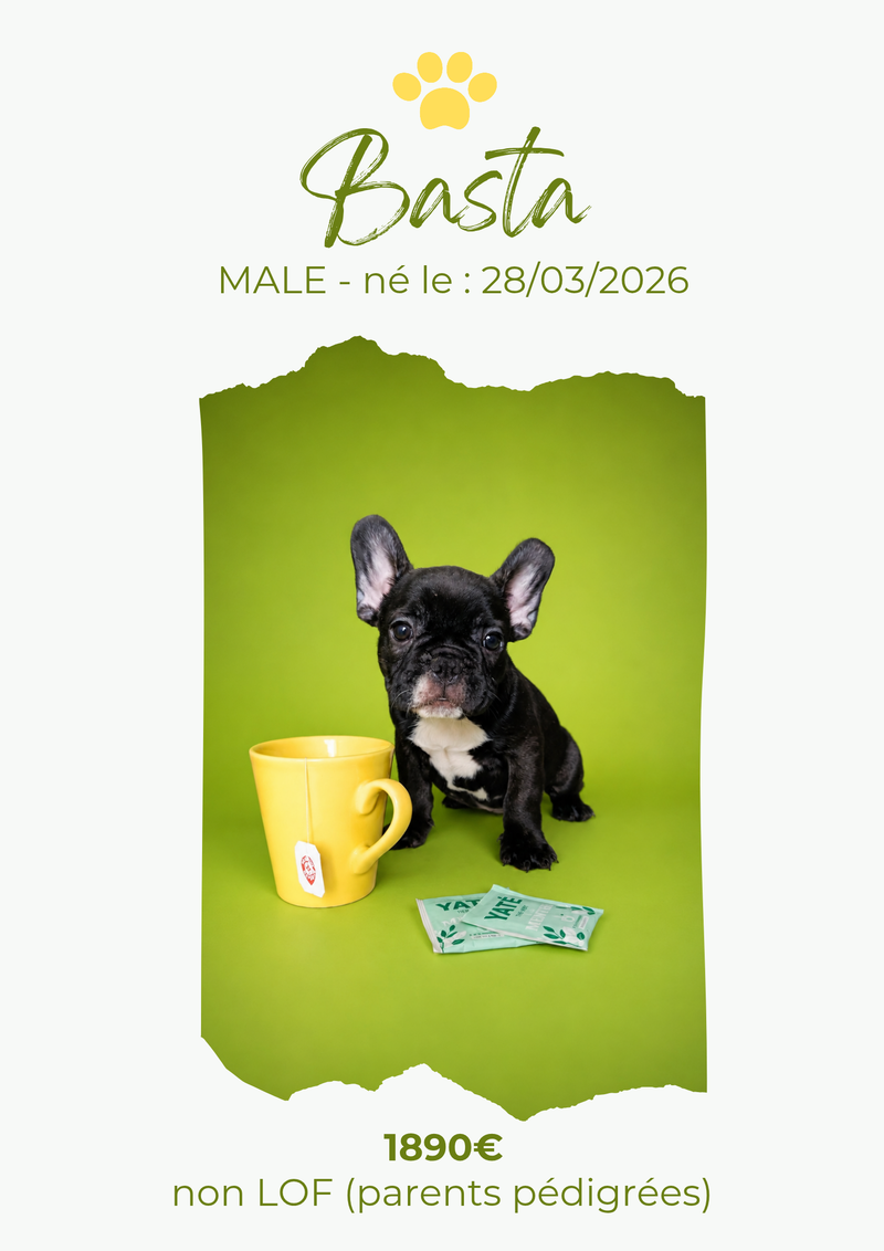 LE BOULEDOGUE FRANCAIS