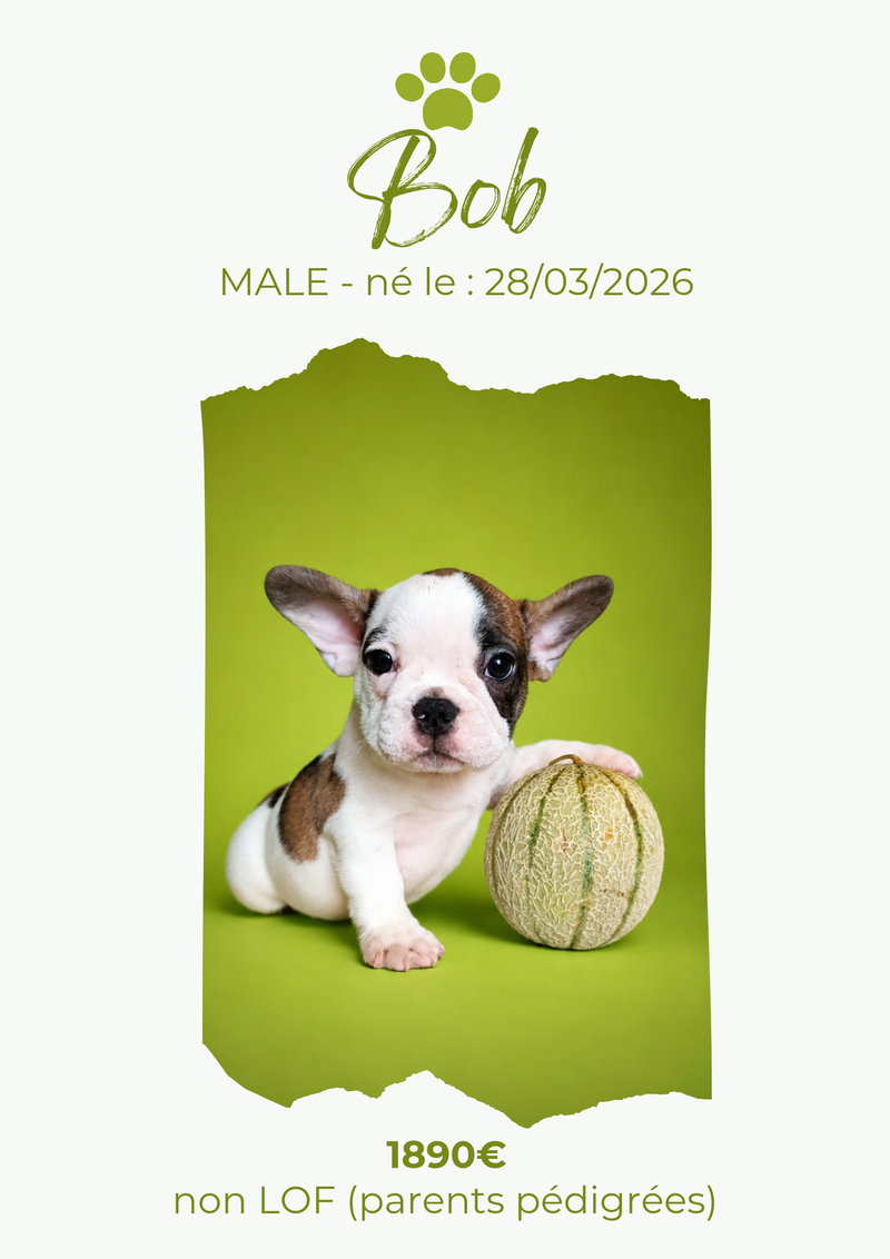 LE BOULEDOGUE FRANCAIS