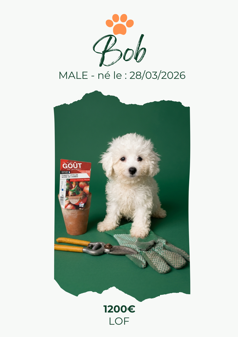 LE BICHON FRISE