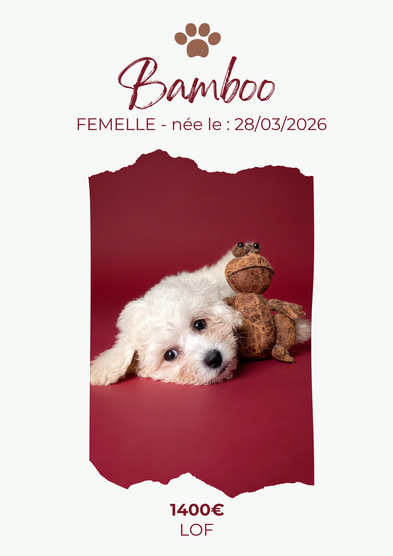 LE BICHON FRISE