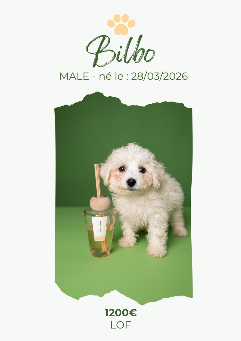 LE BICHON FRISE