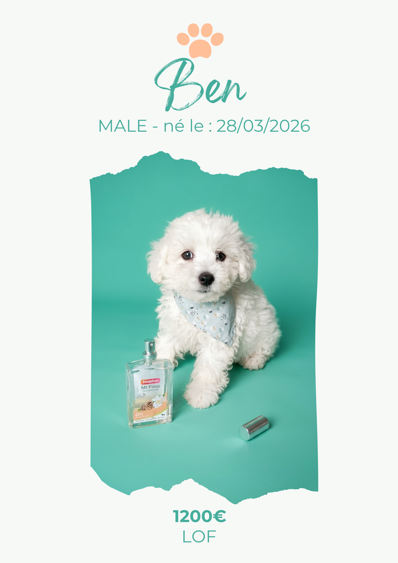 LE BICHON FRISE