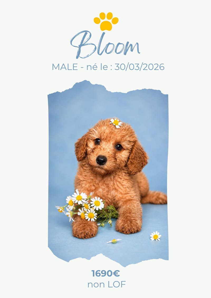 LE CANICHE NAIN