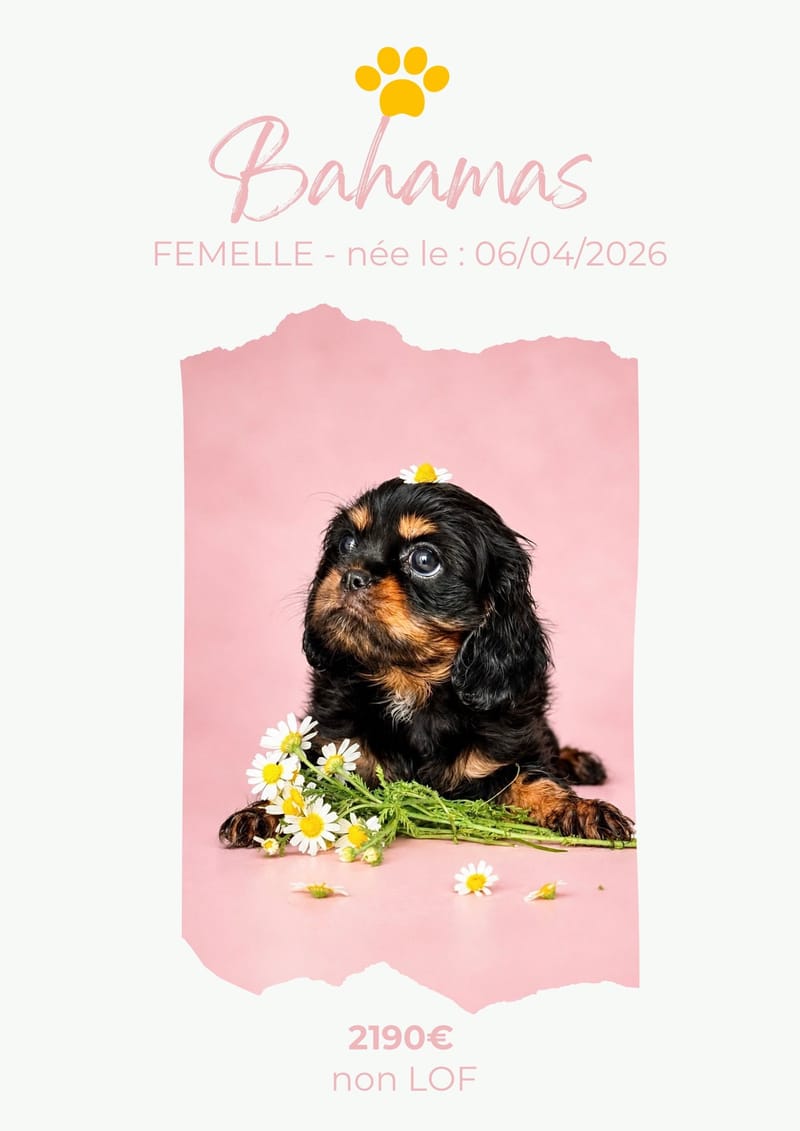 LE CAVALIER KING CHARLES