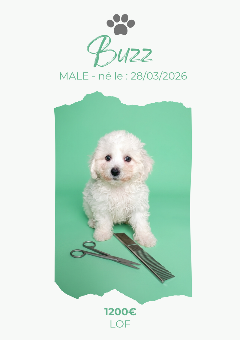 LE BICHON FRISE