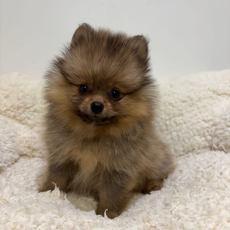 Birkin Jane, Spitz femelle née le 31/03/26 Non LOF