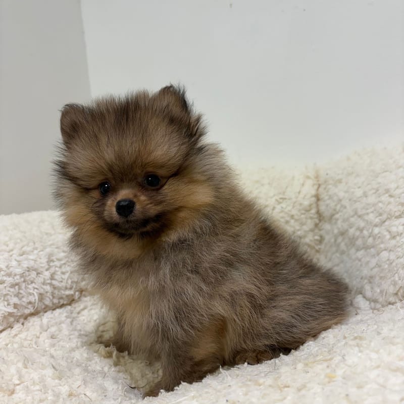 Birkin Jane, Spitz femelle née le 31/03/26 Non LOF