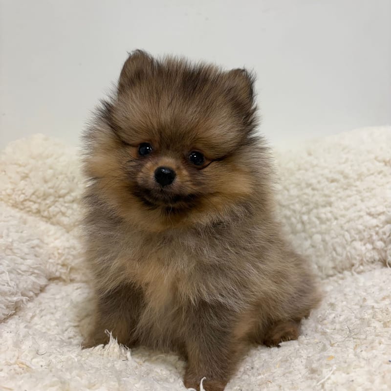 Birkin Jane, Spitz femelle née le 31/03/26 Non LOF