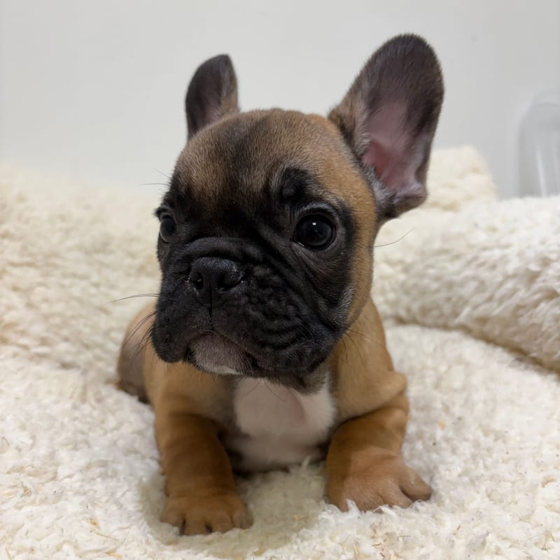 Bebel, Bouledogue Français mâle né le 03/04/26 Non LOF