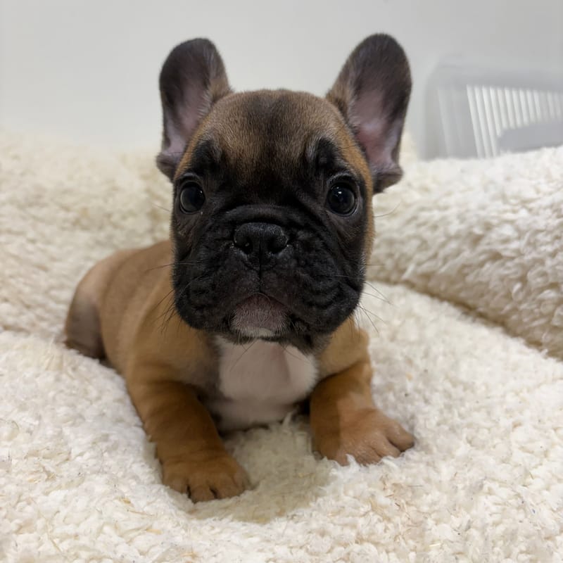 Bebel, Bouledogue Français mâle né le 03/04/26 Non LOF
