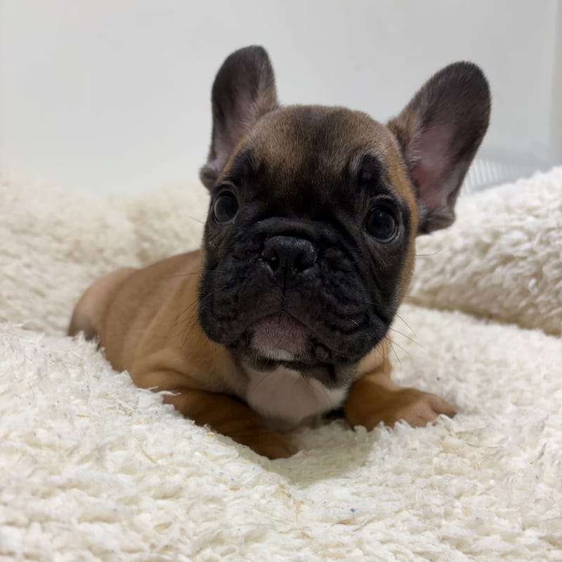 Bebel, Bouledogue Français mâle né le 03/04/26 Non LOF