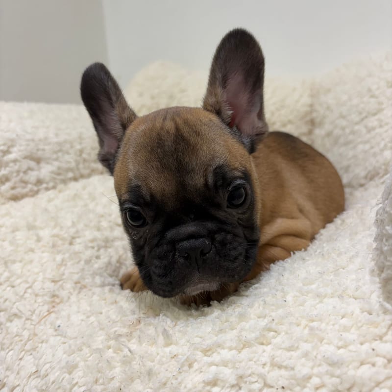 Bebel, Bouledogue Français mâle né le 03/04/26 Non LOF