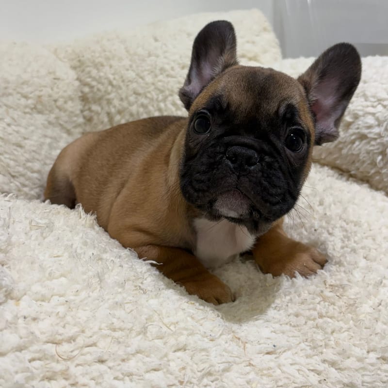 Bebel, Bouledogue Français mâle né le 03/04/26 Non LOF