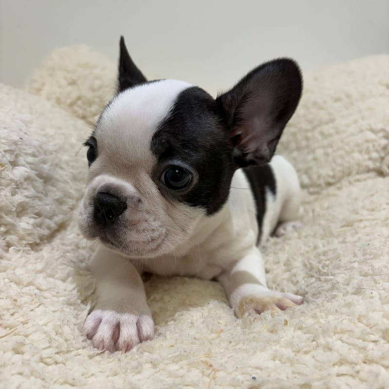 Bob, Bouledogue Français mâle né le 03/04/26 Non LOF