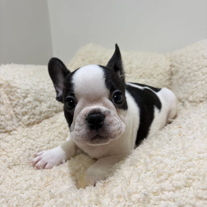 Bob, Bouledogue Français mâle né le 03/04/26 Non LOF