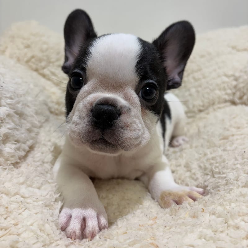 Bob, Bouledogue Français mâle né le 03/04/26 Non LOF