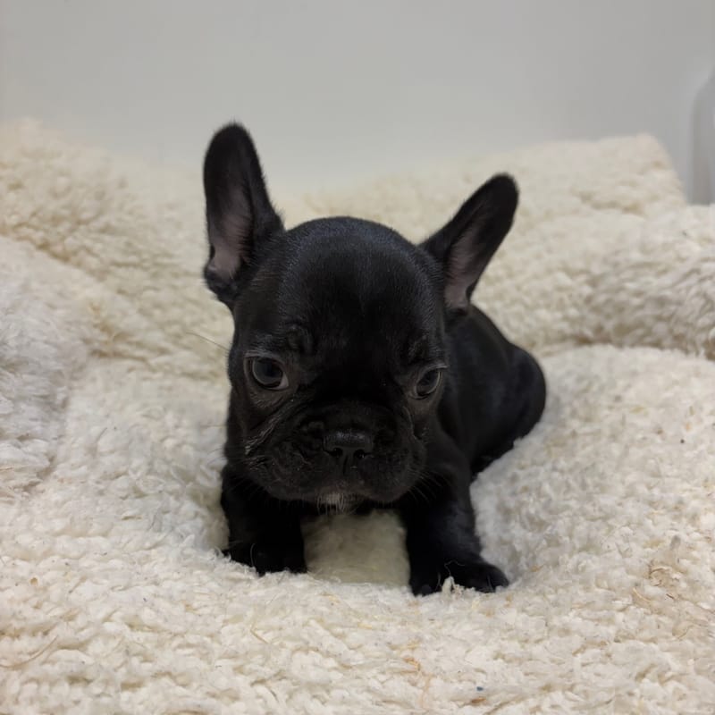 Béatrice, Bouledogue Français femelle née le 03/04/26 Non LOF