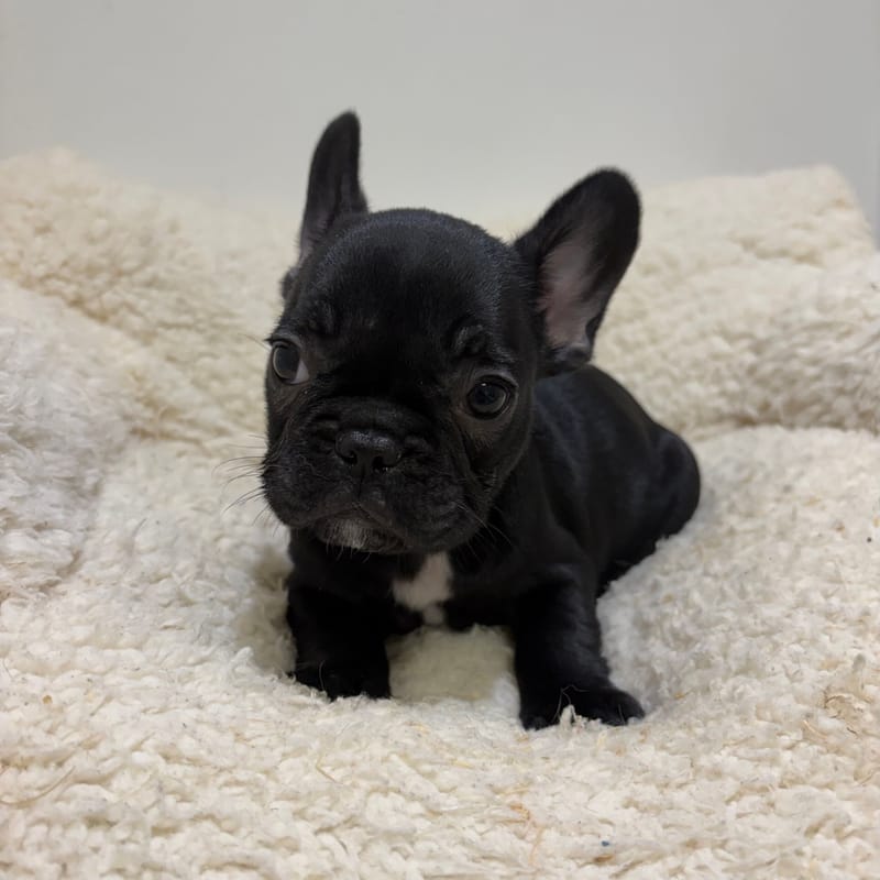 Béatrice, Bouledogue Français femelle née le 03/04/26 Non LOF