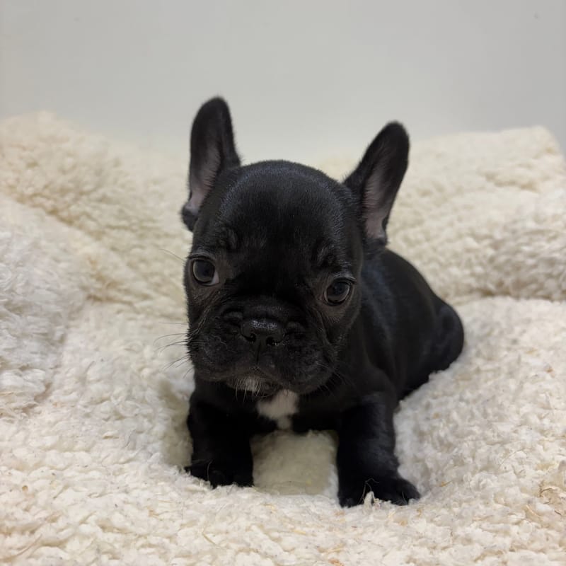 Béatrice, Bouledogue Français femelle née le 03/04/26 Non LOF