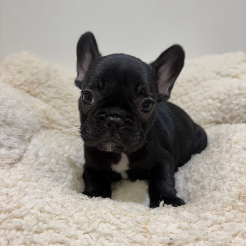 Béatrice, Bouledogue Français femelle née le 03/04/26 Non LOF