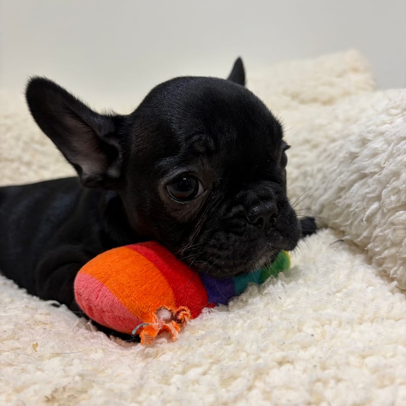 Béatrice, Bouledogue Français femelle née le 03/04/26 Non LOF
