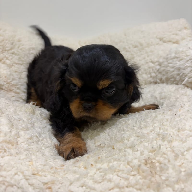 Bermude, Cavalier King Charles femelle née le 06/04/26 Non LOF