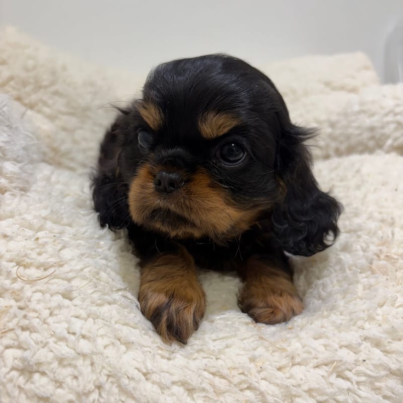 Bermude, Cavalier King Charles femelle née le 06/04/26 Non LOF